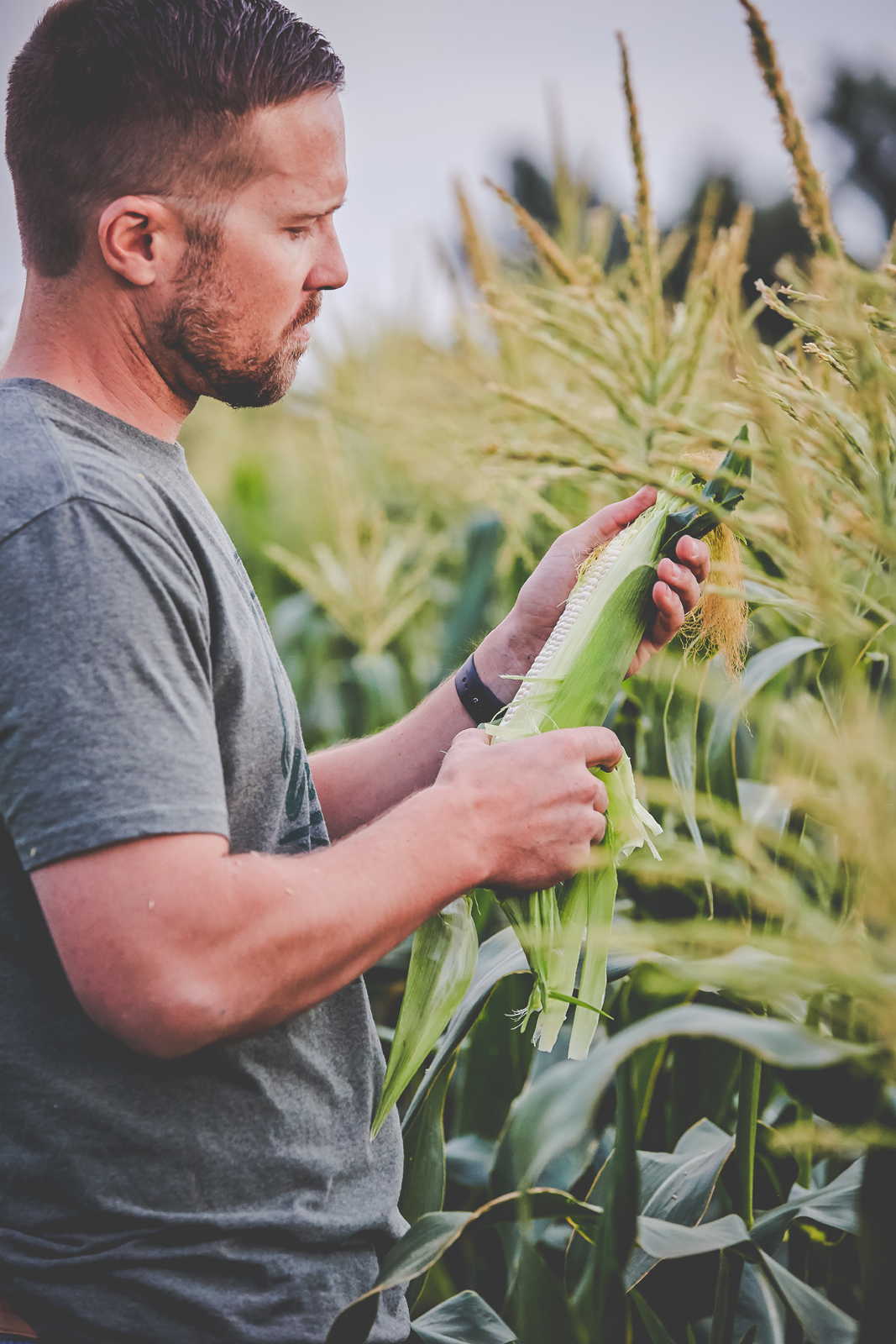 Farmer inspects corn