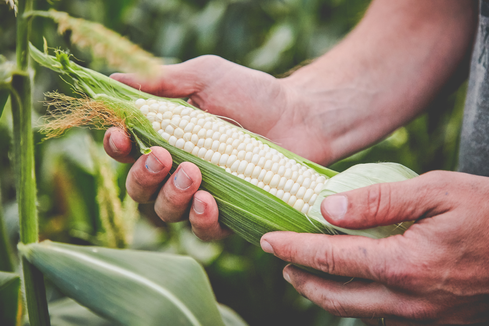 Corn Inspection