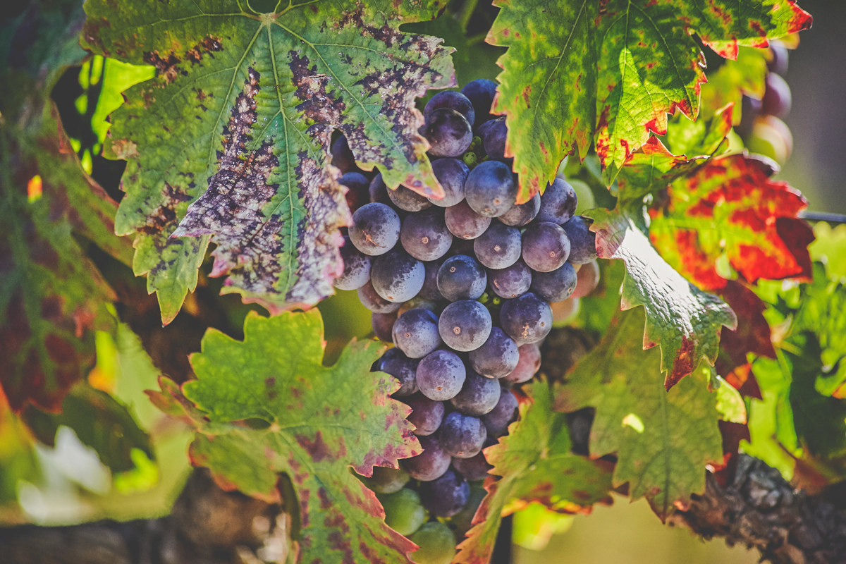 Grapes at Bent Creek Winery