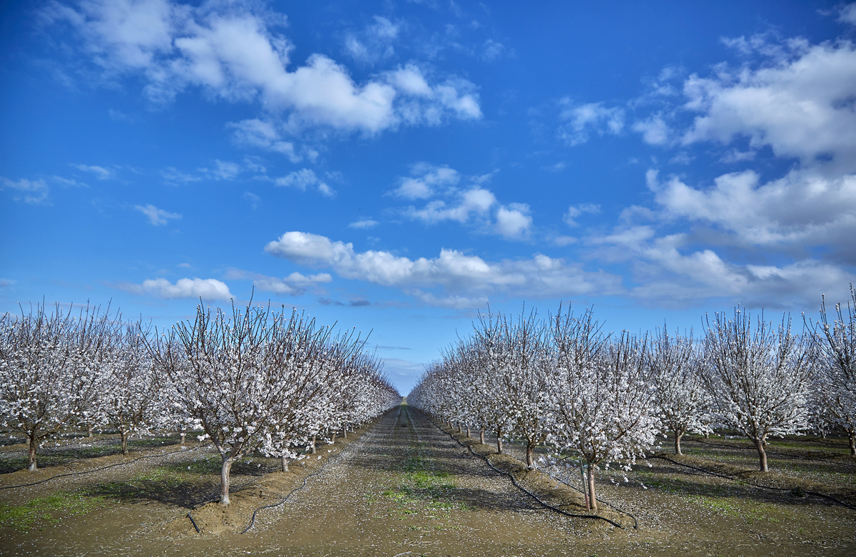 Blooming Almond Trees