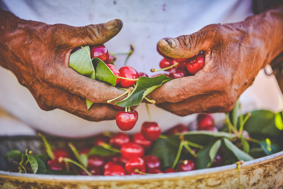 Farm Lifestyle Image of Old Hands Holding Cherries