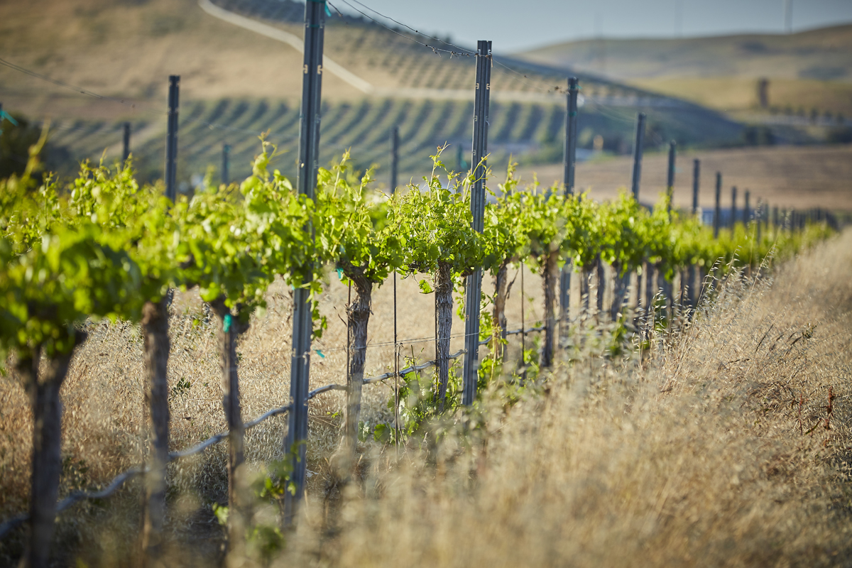 Eagle Ridge Winery Vineyard