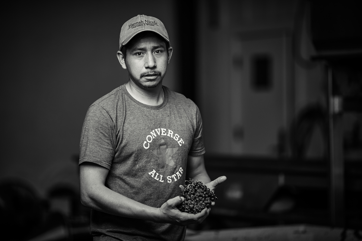 Worker holds grapes