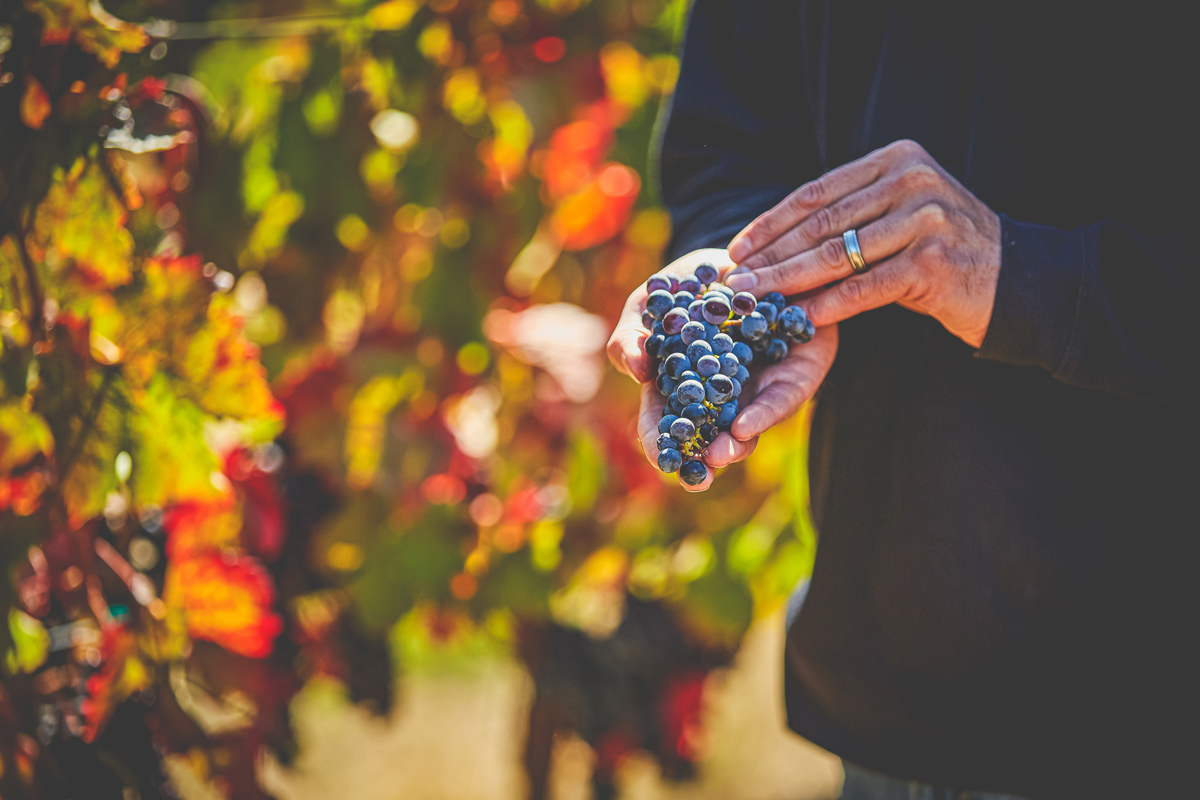 Winemaker holds grapes
