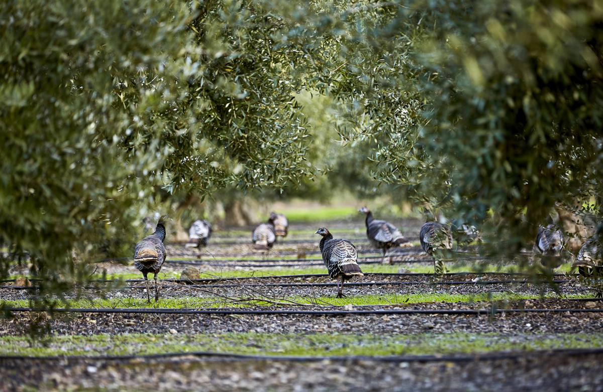 Rafter of Turkeys in Olive Grove