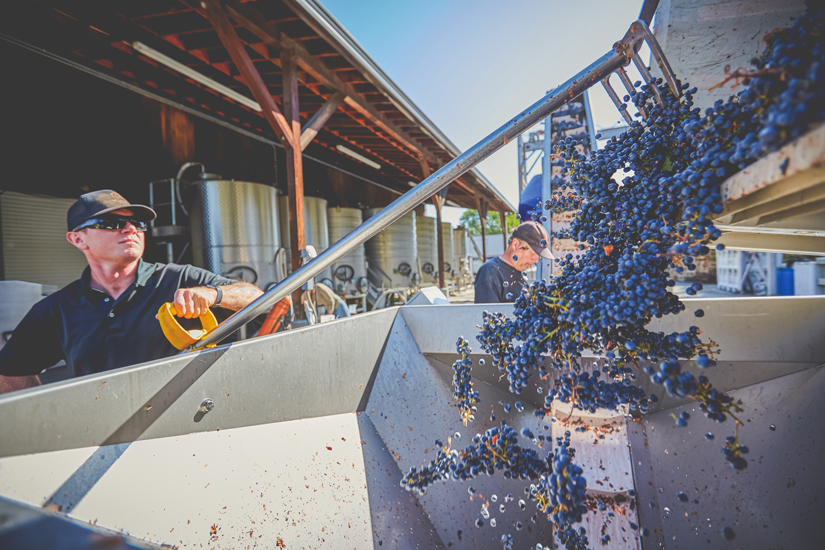 Winemaker Crushes Grapes