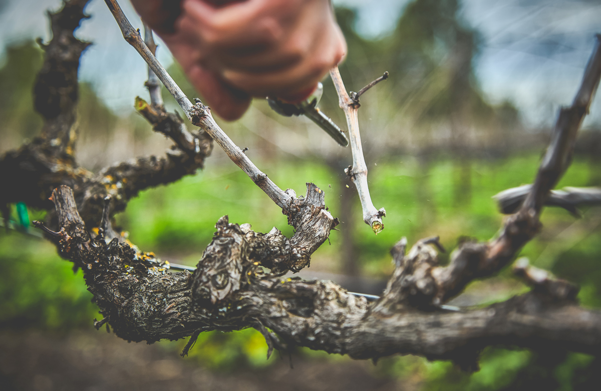 Pruning Vines at Page Mill Winery